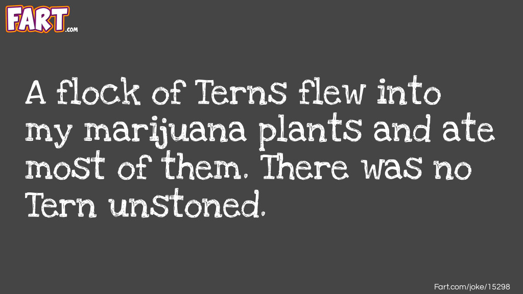 A flock of Terns flew into my marijuana plants Joke Meme.
